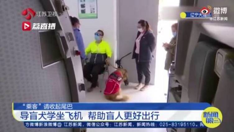 【3只导盲犬训练如何带主人坐飞机 这几位乘客请收好尾巴[二哈]】据江苏新闻,15日,中国导